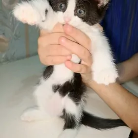 котята