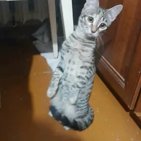 pişik