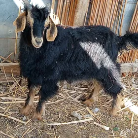 çebiş