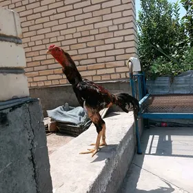 horaz
