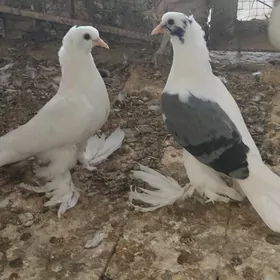 Kepder