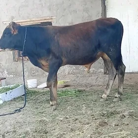 Okuž
