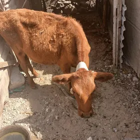 gaçar sygyr 7 aylyk