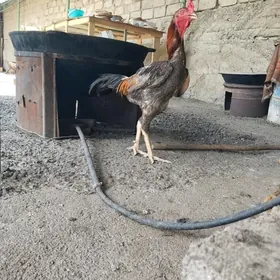 Taşkent