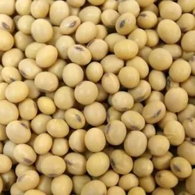 soya, rapis, cigit, suvselik
