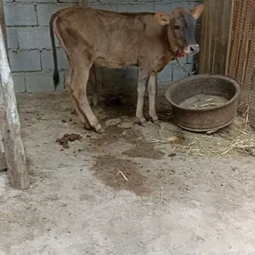 sygyr