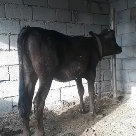TÜWE