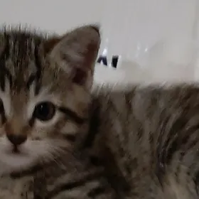 отдам котенка