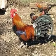 horaz