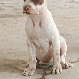 pitbull