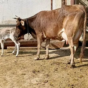 ADDUŞİ TOHUM GÖLELİ SYGYR