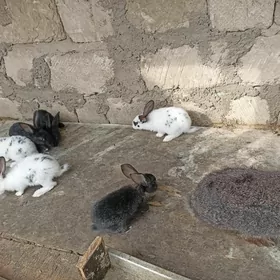 Towşan