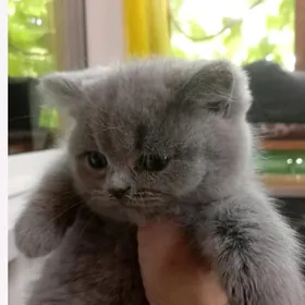 котята мишки