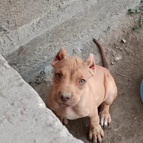 pitbull
