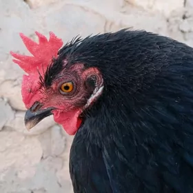 tawuk