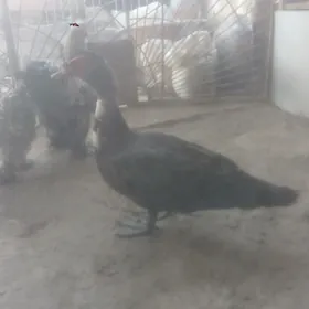 erkek ordek