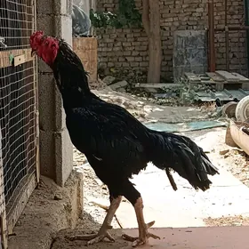 Taşkent Horaz