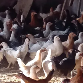 juyje 3 aylyk mal edinmek ucin