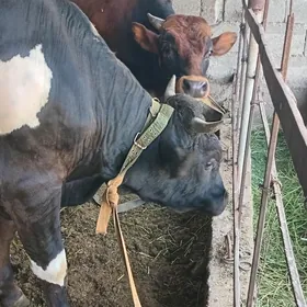 öküz