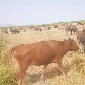 Satlyk gacar