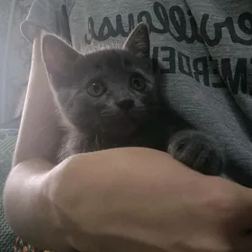 котята