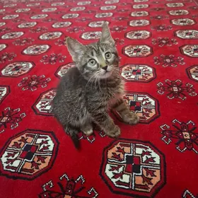 отдам в хорошие руки