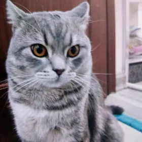 кот скоттиш страйт