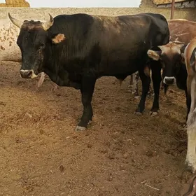 öküzler.