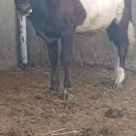 öküz