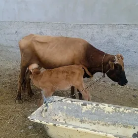 goleli sygyr