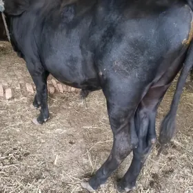 öküz