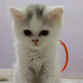шатланский