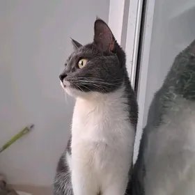 отдам в добрые руки