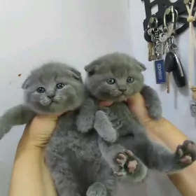 шотландские вислоушки