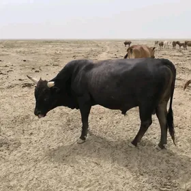 Öküz