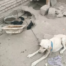 собака it