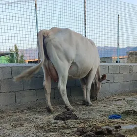 ARGINAL ŞWES SYGYR