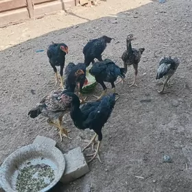 Paroda horaz