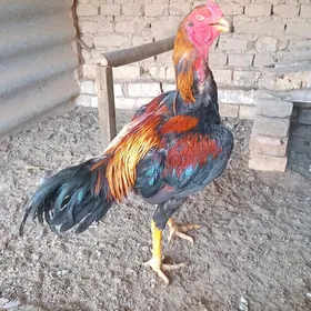 Paroda horaz