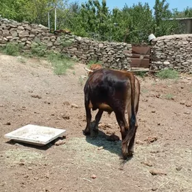 okuz bicik sygyr