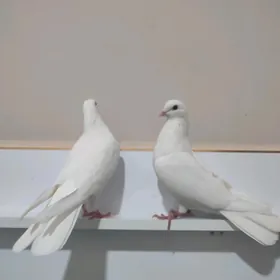 kepderi