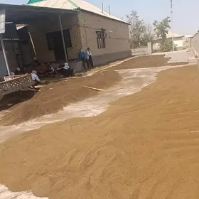 yorunja tohum