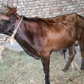 semiz unajyn we okuz