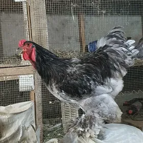 Brama horozlar.