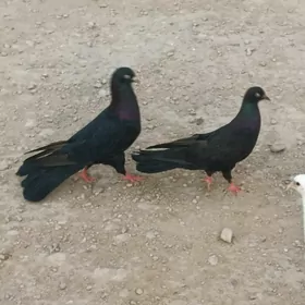 kepderi