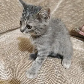 Котенок