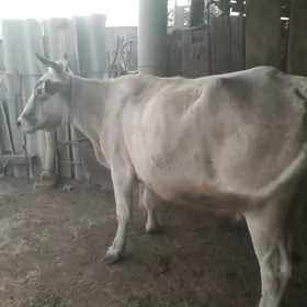 Gysyr sygyr