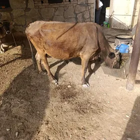 Göleli sygyr iki tüwe