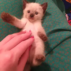 сиамский котята