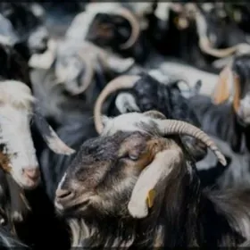 Çewiş